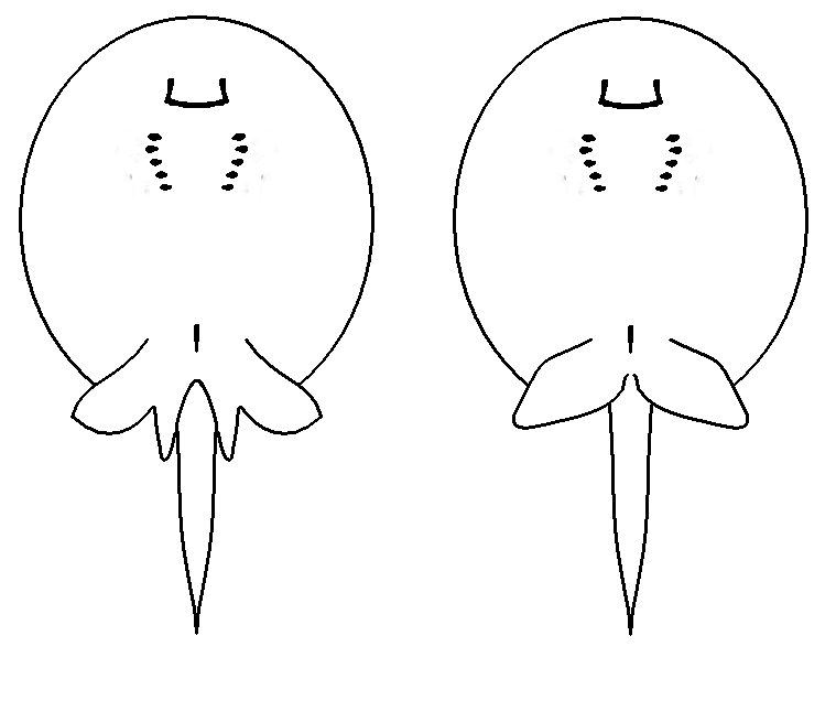 Potamotrygon_hystrix_(bold).PNG