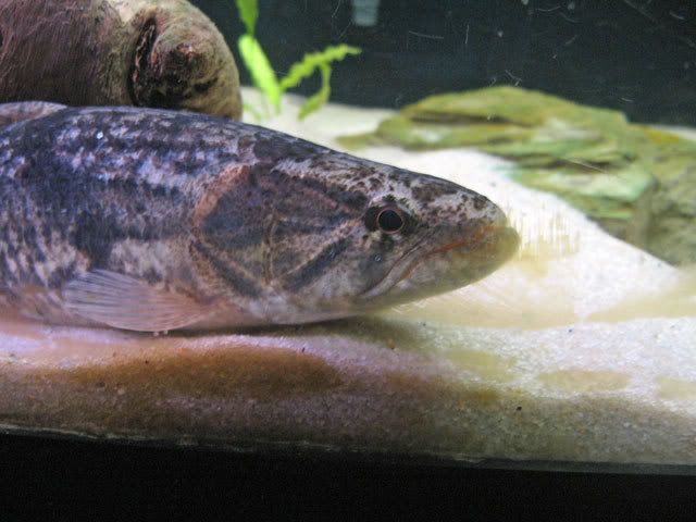 Wolf-Fish-4.jpg