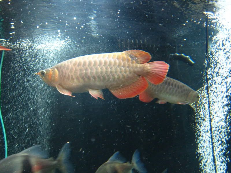 IMG_8733.jpg