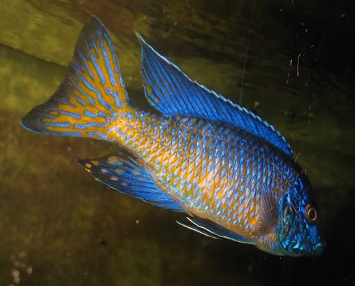 flametail.jpg