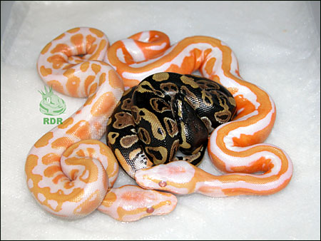 05_clutch_93_hatched_12.jpg