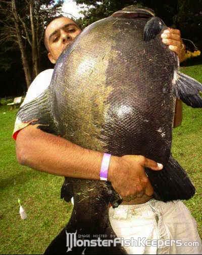 pacu20record20holder.jpg