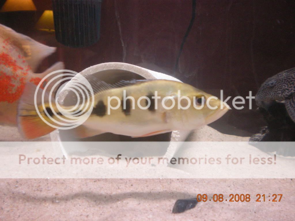 DSCN0908.jpg