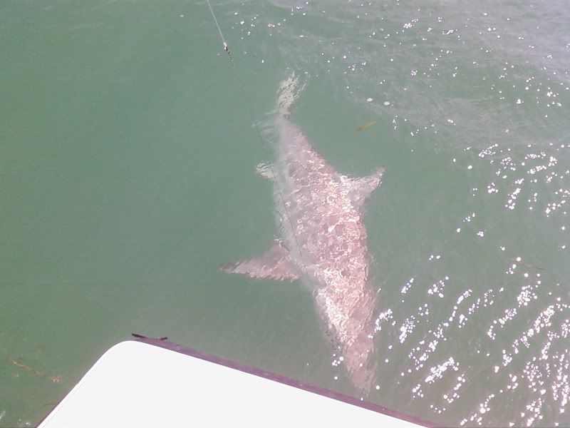 sharks2.jpg
