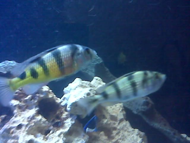IMG01130-20110725-1235.jpg