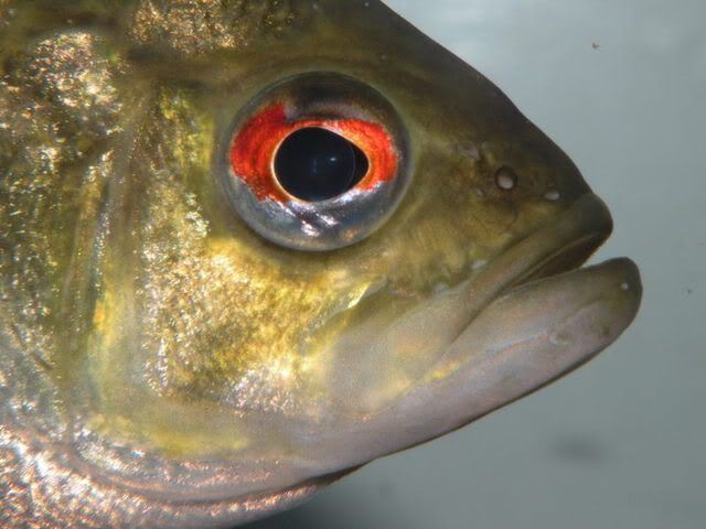 DSCN1523.jpg