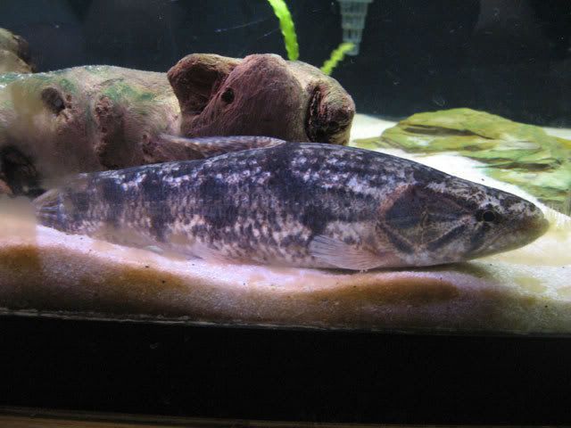 Wolf-Fish-5.jpg