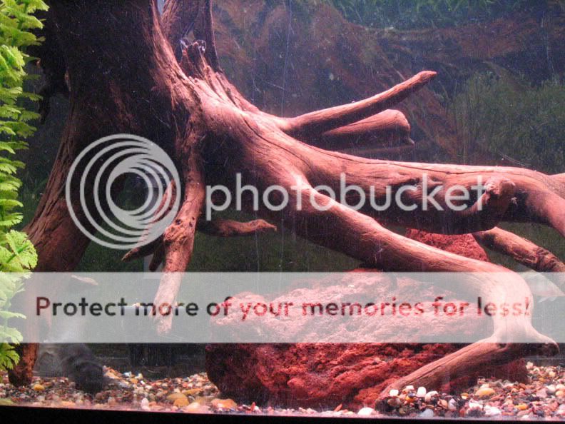 stump1.jpg
