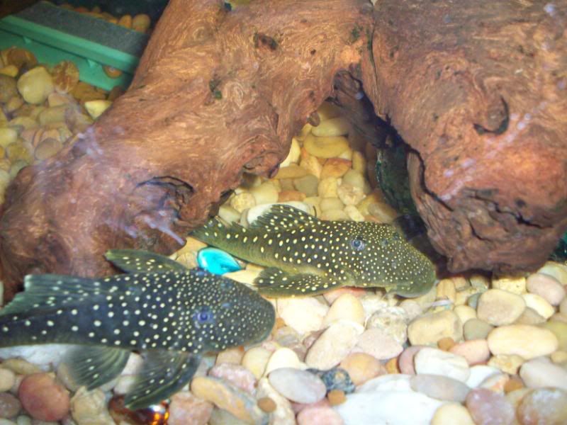 100_2718-1.jpg