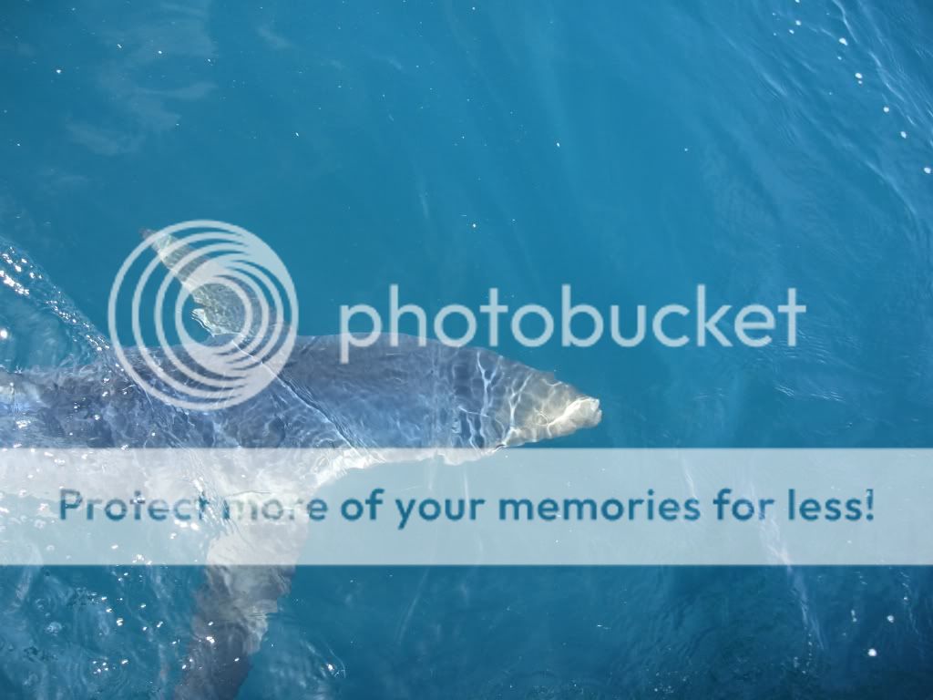 BluesharkJune20105.jpg