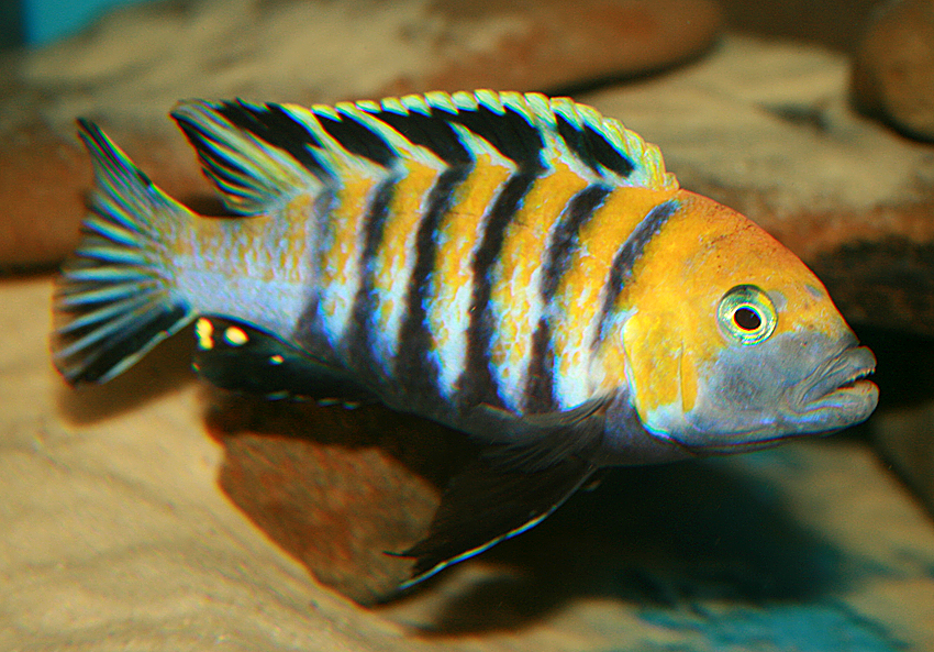 Cynotilapia_Afra_Cobue_M_04_850.jpg
