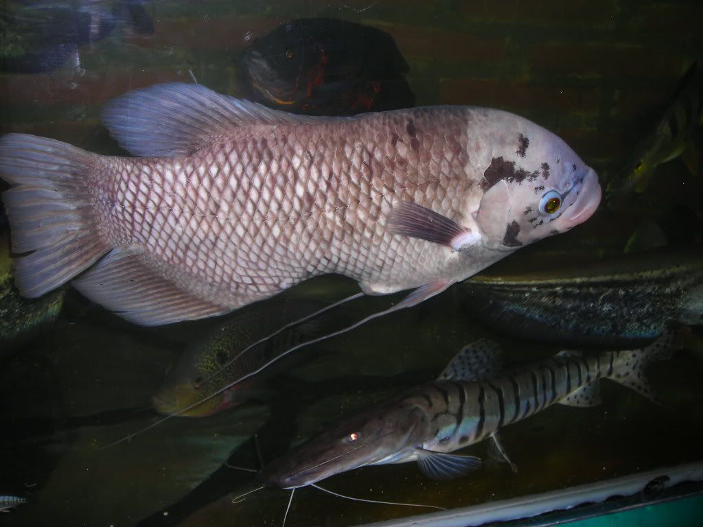 DSCN1246.jpg
