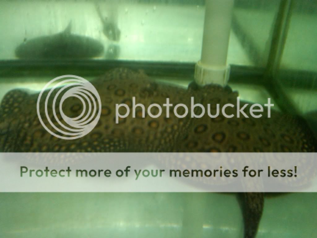 IMG00352-20110109-1459.jpg