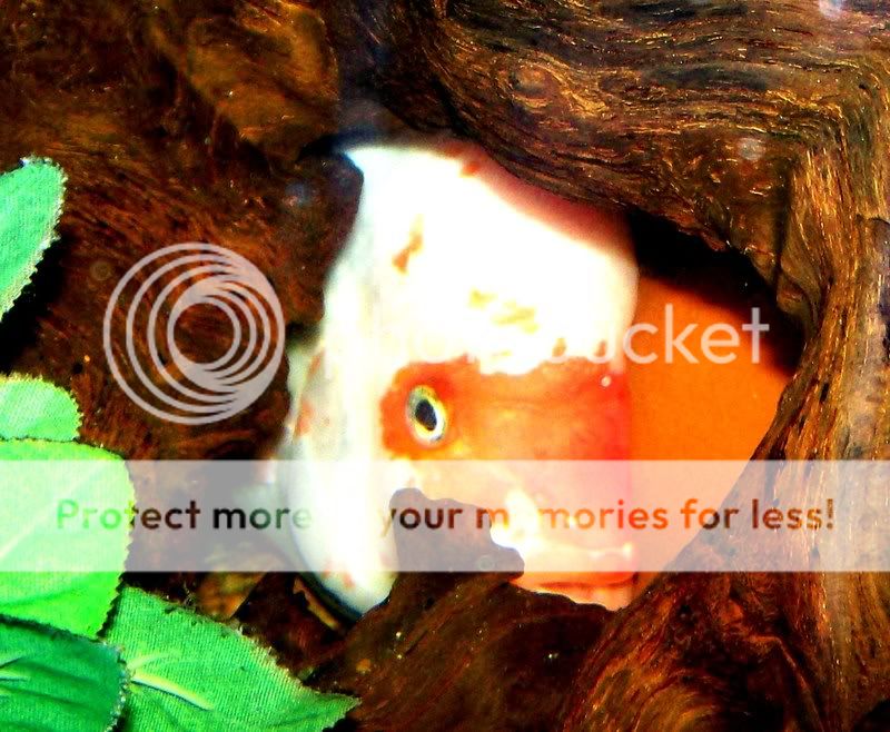 Peek-A-BooRedDevil.jpg