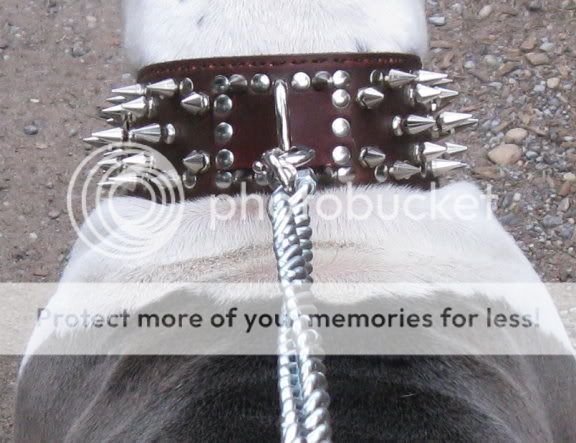 COLLAR.jpg