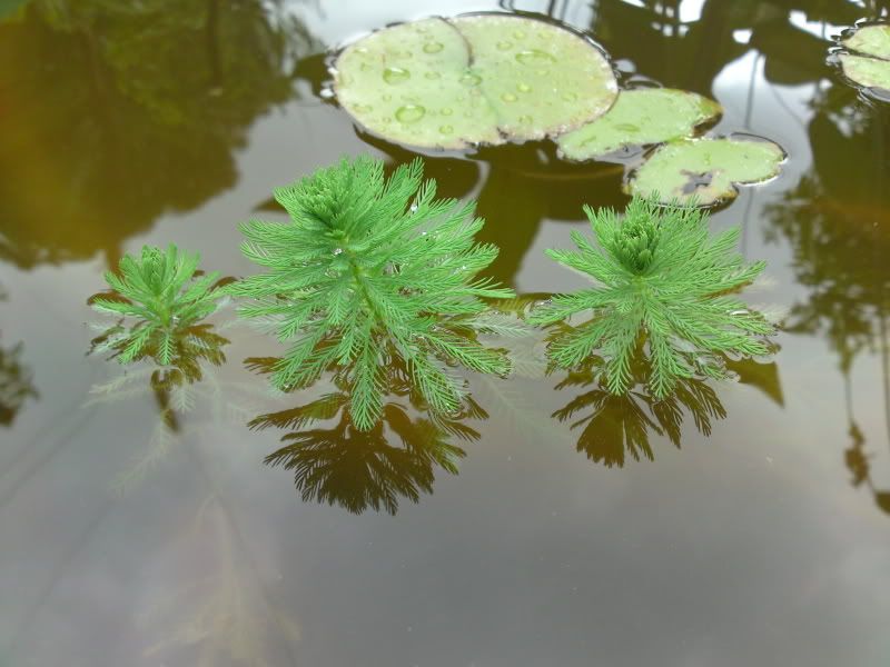 DSC01300.jpg