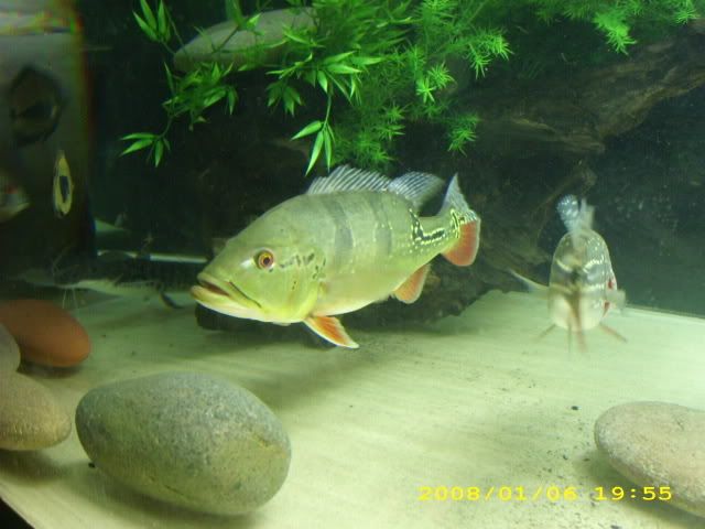 01-06-08newgar021.jpg