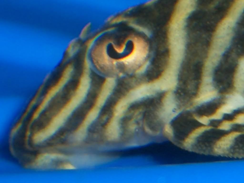 CIMG0565.jpg