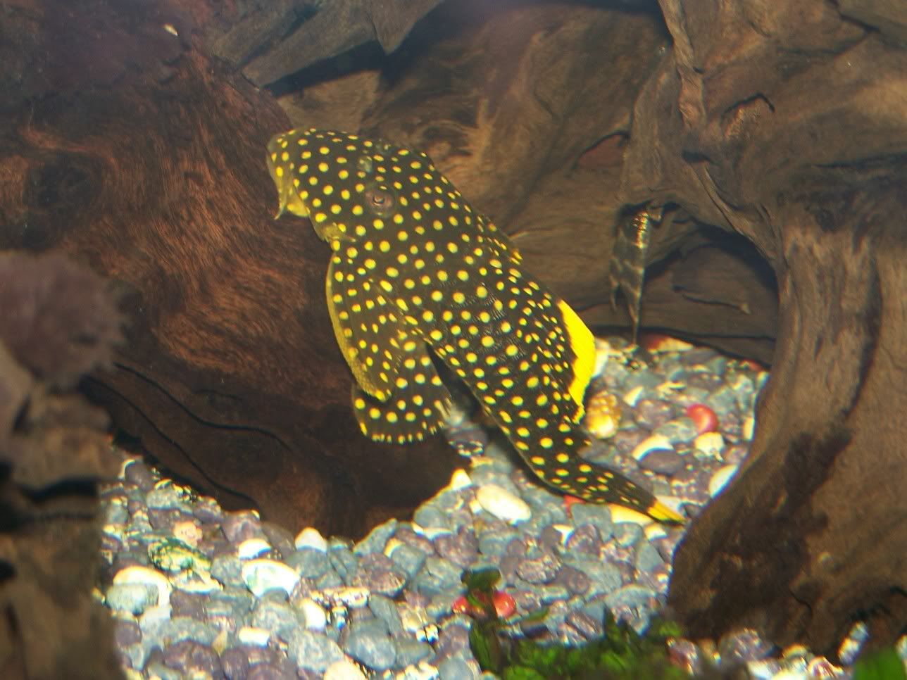 goldenNugget.jpg