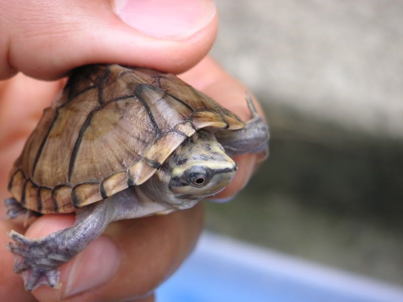 Turtle019.jpg