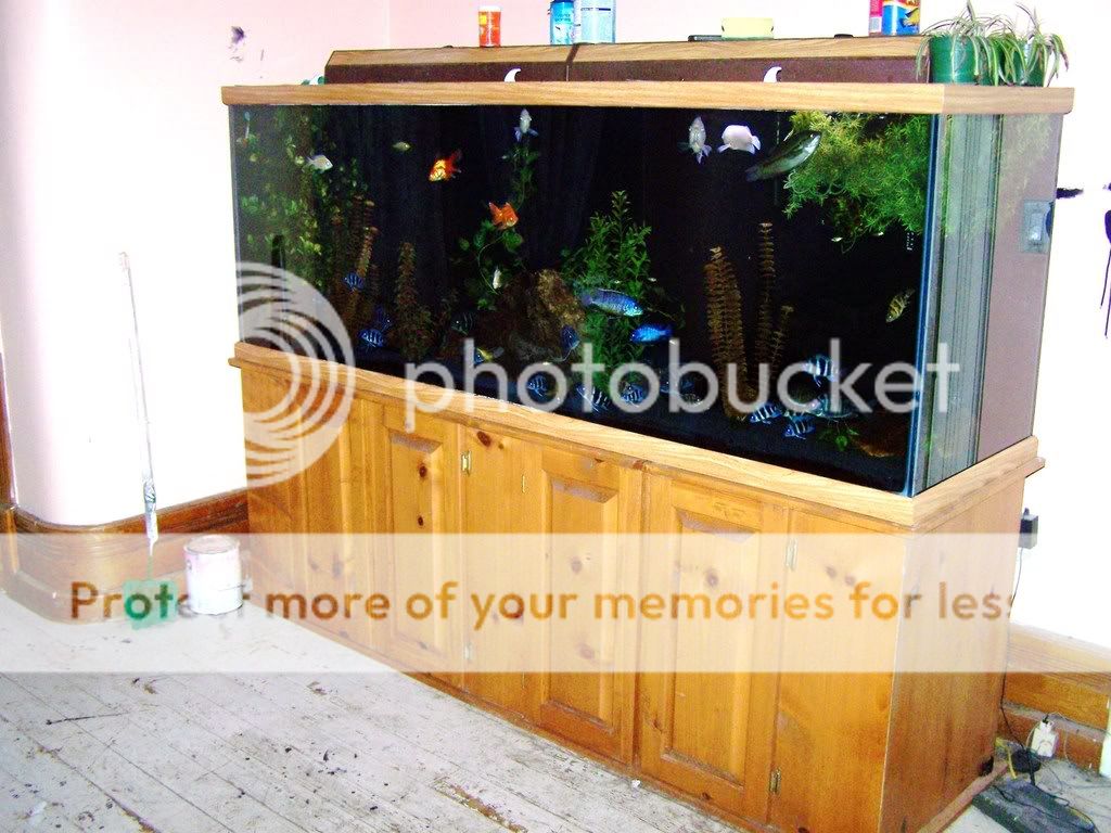 265frontsandoscartanks074.jpg