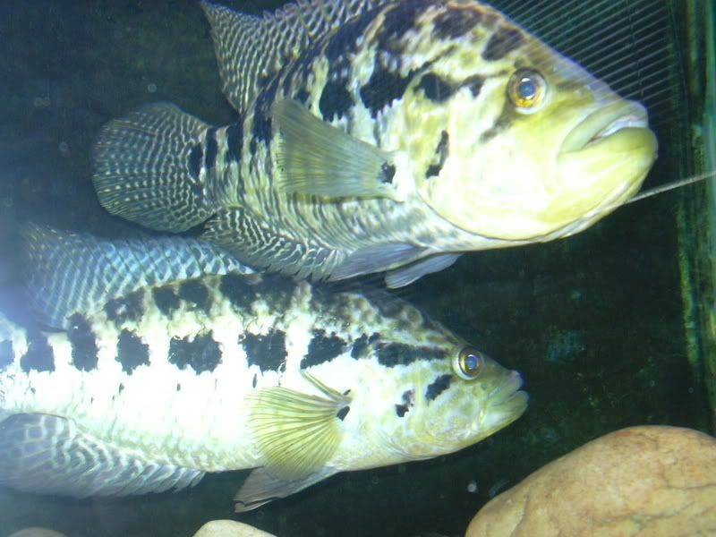 DSCN0192.jpg