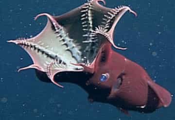 Vampire-Squid.jpg
