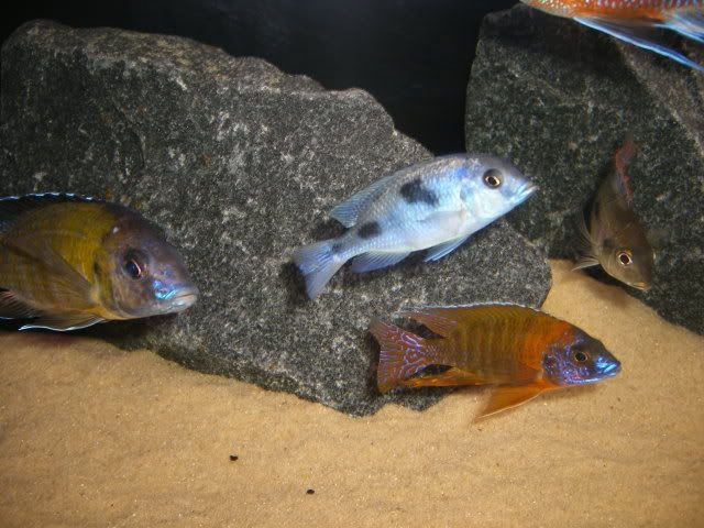 p13.jpg