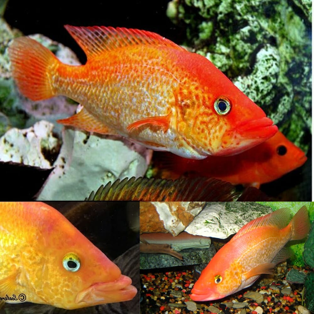 aquariumfishonline.com.au
