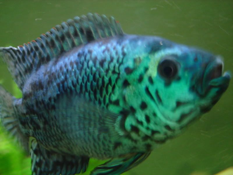 BlueDempseyUpClose1.jpg