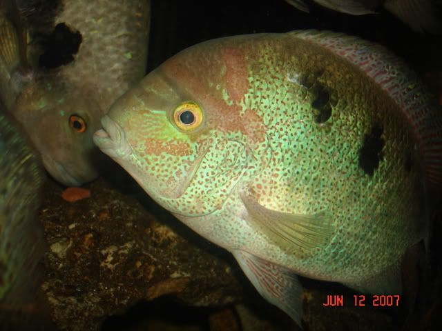 DSC00111.jpg
