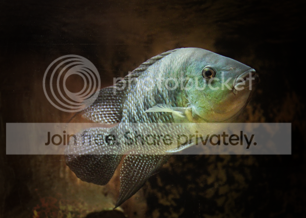 fish.png