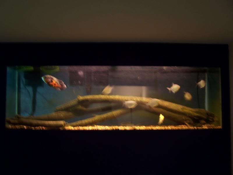 fishwall01014.jpg