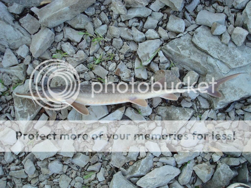 SturgeonShovelnose.jpg