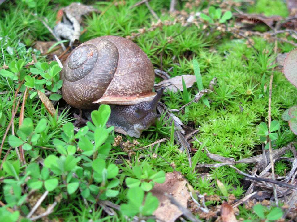 Snail-2.gif