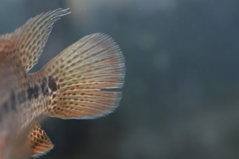 tail2.jpg