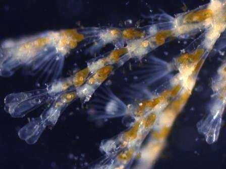 ColonialHydrozoa.jpg