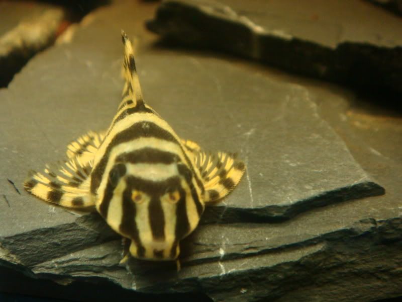 DSC06428.jpg