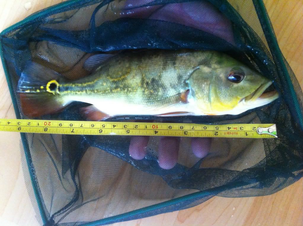 30082012bassfromgeoffrey23cm.jpg