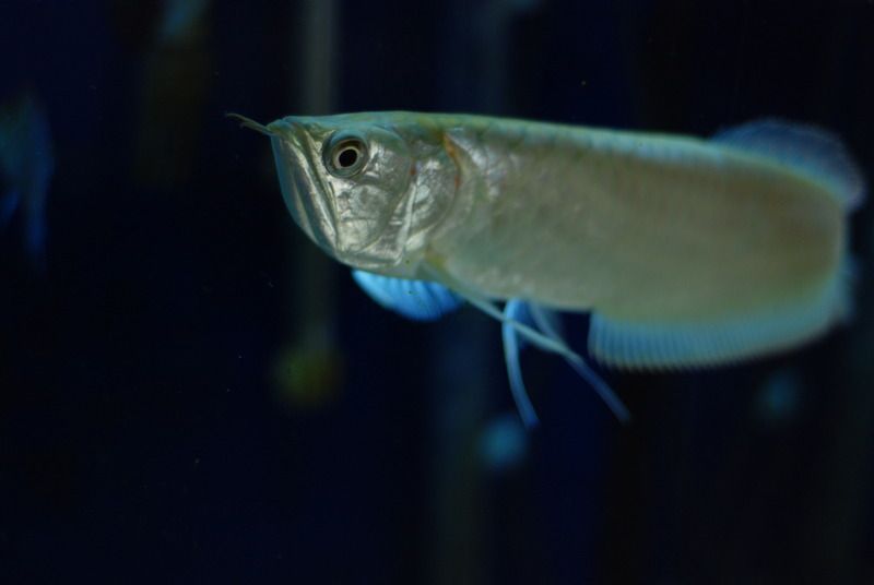 SilverArowana2_zpsx926vpdj.jpg