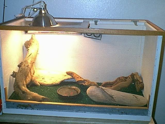 lizardcage.jpg