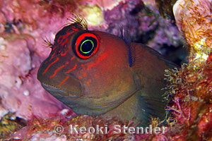 cirripectes-vanderbilti-2.jpg
