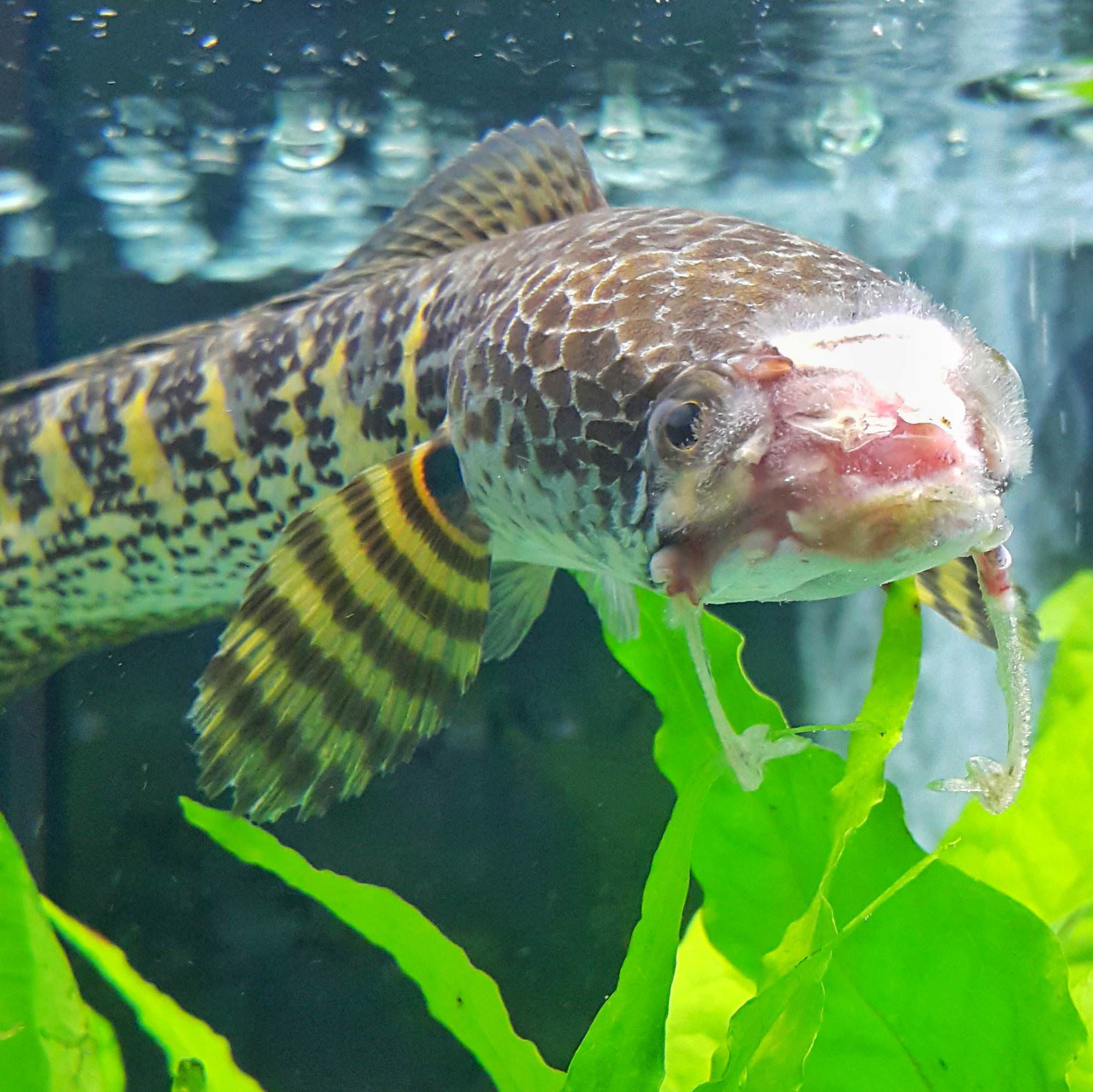 My Auranti Failure Monsterfishkeepers Com