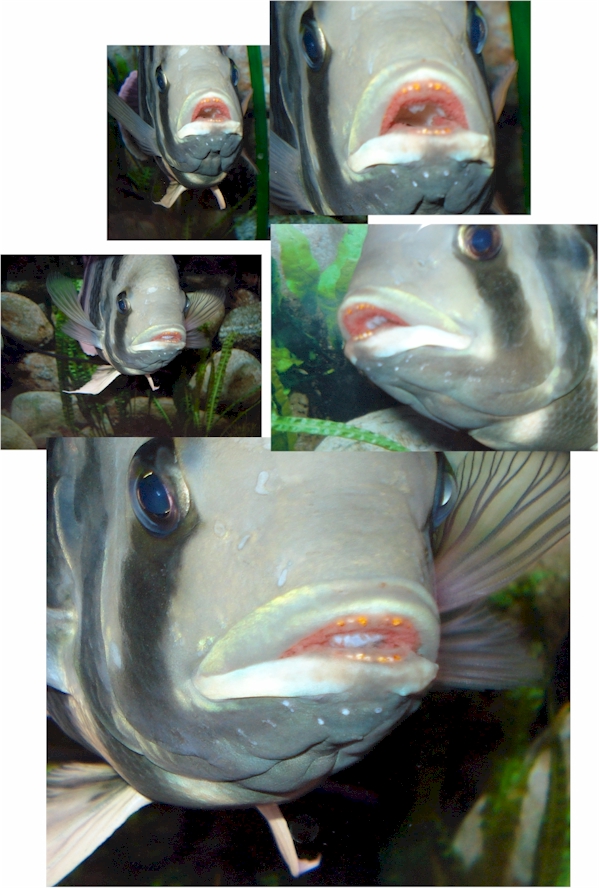 redmouth.jpg