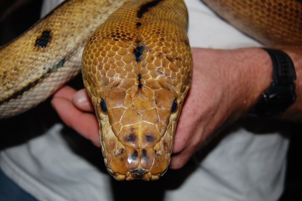 Retics035.jpg