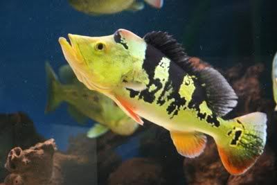 Cichlamonoculus.jpg