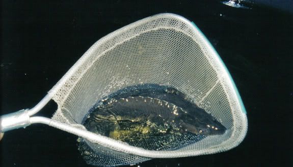oneidasturgeon.jpg