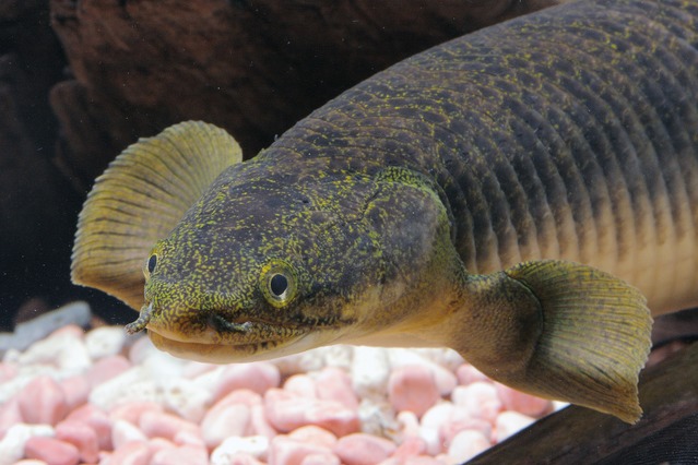 961014Fish_103.JPG