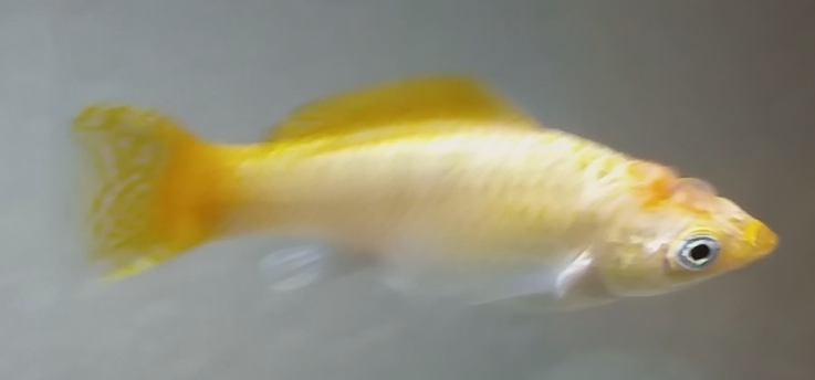 KEf0KE1.png