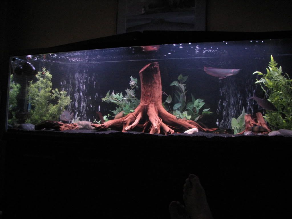 Fishtank053.jpg